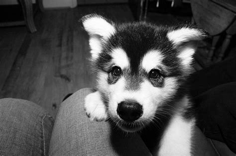 Mongoloid Porn Inferno