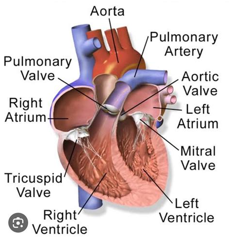 Describe The Internal Structure Of Human Heart