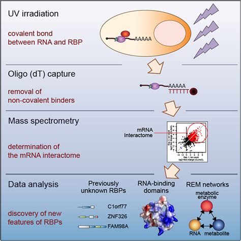 Insights Into RNA Biology From An Atlas Of Mammalian MRNA Binding