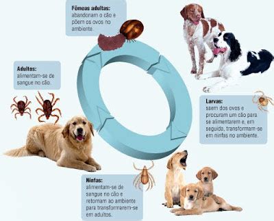 Tipos De Doença Do Carrapato - Erlichiose canina: a doença do carrapato | Petlove