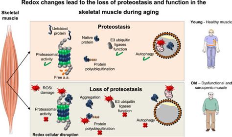 Scientists Discover Protein That Can Reverse Muscle Aging