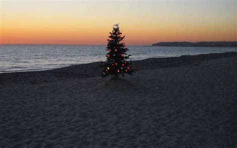 Download Australian Christmas Tree On Beach Wallpaper