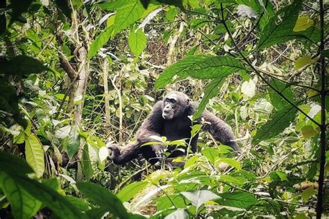 3 Day Private Chimpanzee Trekking Safari In Kibale Forest