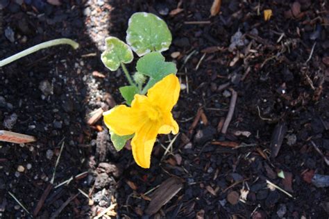 Boise Daily Photo Garden Shot Summer Squash