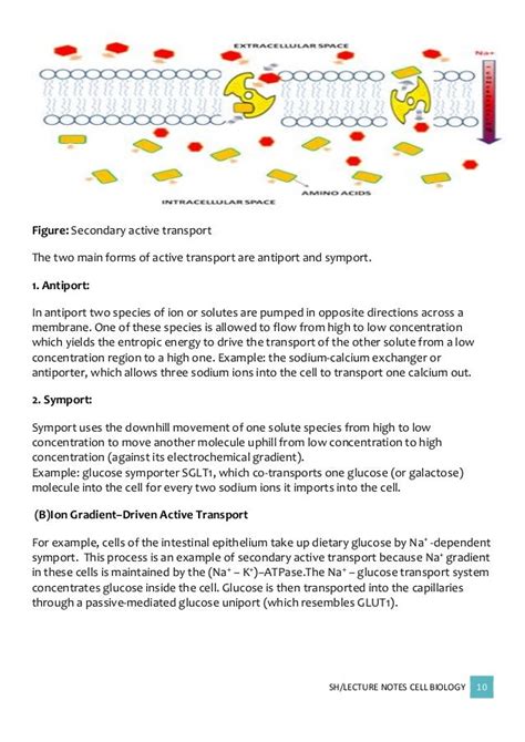 Cell membrane permeability and functions