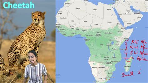 Cheetahs In Africa Map