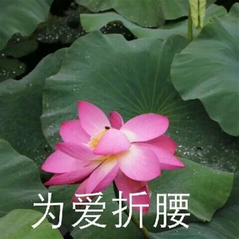 抖音搞笑夕阳红老年荷花头像有哪些 与世无争一夜暴富清心寡欲美好时光夕阳红老年荷花头像大全 牛特市场