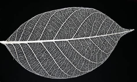 Leaf Skeleton. Fine details of a leaf skeleton , #affiliate, #Fine, #Skeleton, #Leaf, #skeleton ...