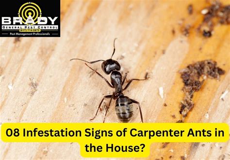 Infestation Signs Of Carpenter Ants In The House Brady Pest Control