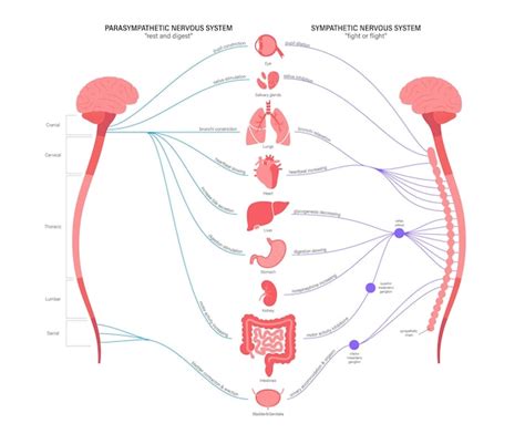 Premium Vector Autonomic Nervous System