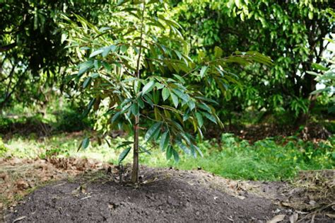 Pokok Durian Panduan Penjagaan Yang Tepat