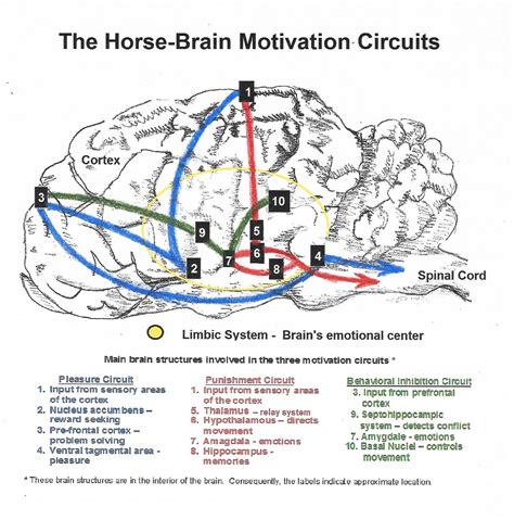 Horse Teaching Chris Forte Horsemanship