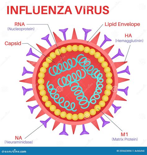 Estructura Del Virus De La Gripe Ilustraci N Del Vector Ilustraci N