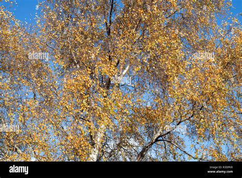 Betula Pendula Colour Hi Res Stock Photography And Images Alamy