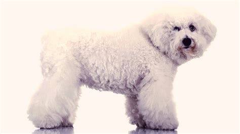 Bichon Frise Agility Training | PetCareRx