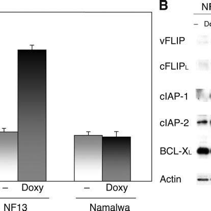 The Kshv Encoded Flip Induces Nf B And Expression Of Nf Bregulated