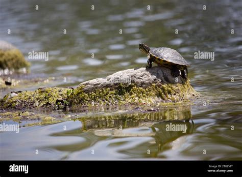 Red-Eared Slider Turtle basking in sun on a rock Stock Photo - Alamy