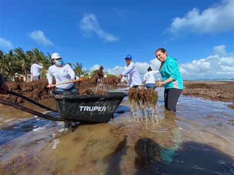 Arribaz N At Pica Se Sargazo En Isla Mujeres Quintana Roo Hoy