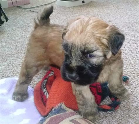 Akc Soft Coated Wheaten Terrier Puppies Puppies For Sale