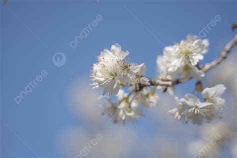 Spring Cherry Blossoms Natural Plants Blue Sky Background Spring