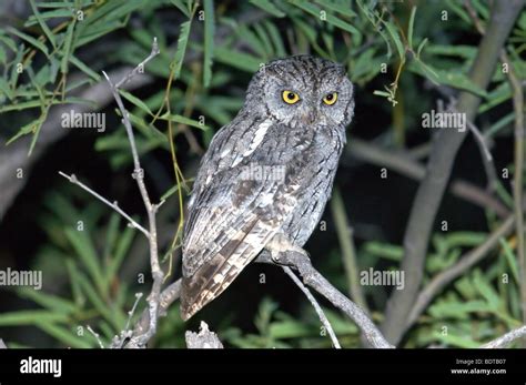 Screech owl camouflage hi-res stock photography and images - Alamy