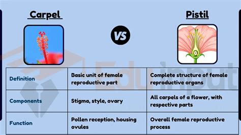 Difference Between Carpel and Pistil