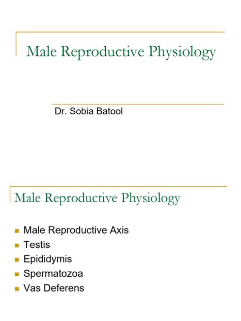 Male Reproductive Physiology Pdf Luteinizing Hormone Gonadotropin