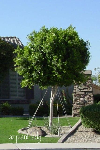 Arizona Ficus Tree Roots Thats Good Logbook Image Library