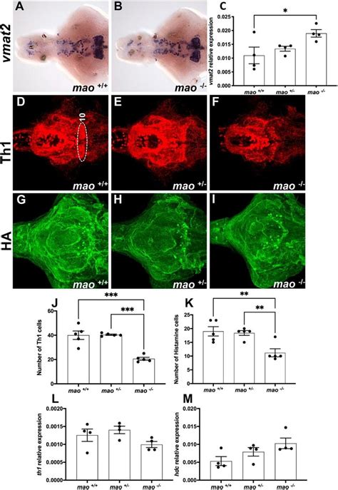 The Dopaminergic And Histaminergic Systems Of Mao Mutants A B