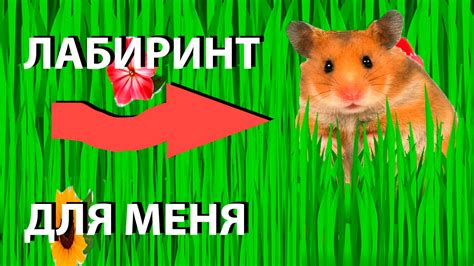 Лабиринт для хомячка | Копируем канал Хомки? - YouTube