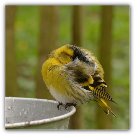 La Sieste Tarin Des Aulnes Pierre Promeneur Photographe Flickr