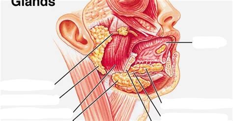 Digestive Salivary Glands Diagram Diagram Quizlet