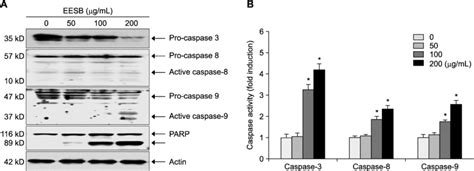 Activation of caspases and degradation of caspase substrates by ethanol ...