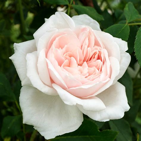 Madame Alfred Carrière | Roses' Name