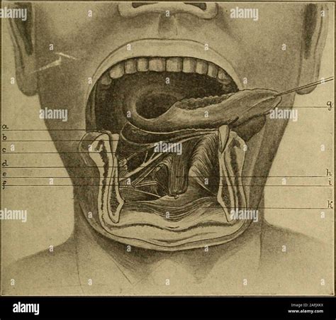 Symphysis Menti