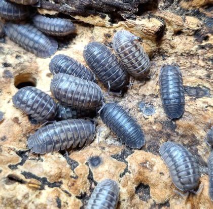 Armadillidium Nasatum Nosey Pill Woodlice Tub Of 10 Ridgeway Frozen