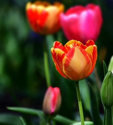 Tulipes Le Guide De La Plantation Et De L Entretien Truffaut