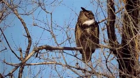 Hooting Male Great Horned Owl Youtube