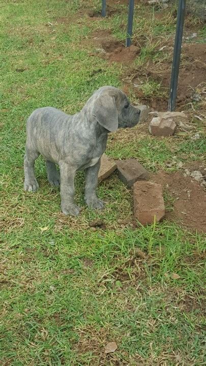 Amazing Blue Boerboel Puppies For Sale.. - Pets - Nigeria