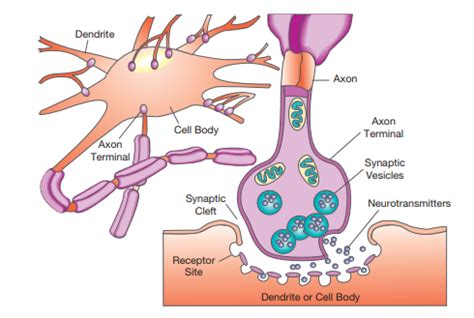 Neuron Diagram Labeled