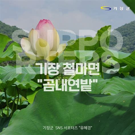 서포터즈 아름다운 연꽃과 한나절 나들이 ‘곰내연밭으로 오세요 웰로