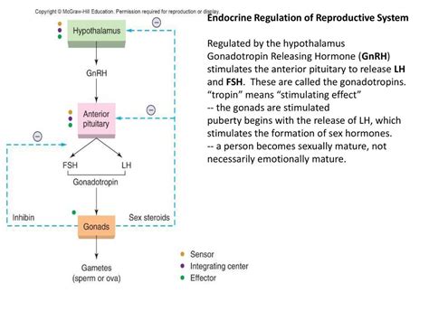 Reproductive System 1 Lecture 18 Ch Ppt Download