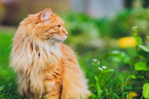 Gato De Ojos Verdes Rojo Que Descansa Sobre La Hierba Verde Foto Premium