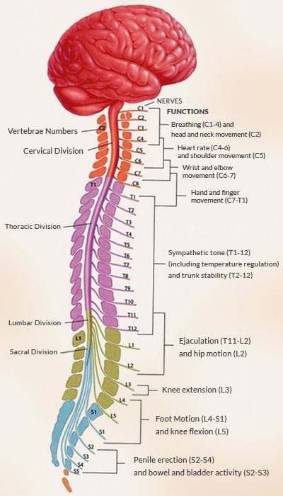 Spinal cord diagram