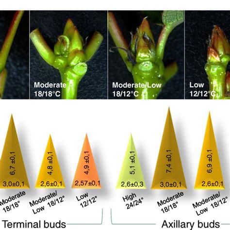 Terminal Bud Development At Different Temperature Regimes A Terminal