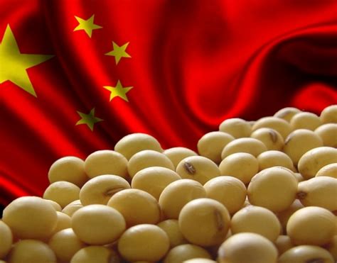 China Compra Soja Dos Eua Antes De Negocia Es Comerciais Dizem