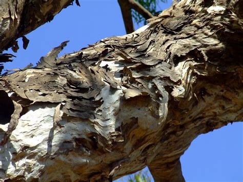 Lemon Scented Gum Bark Corymbia Citriodora Myrtaceae 5622 Flickr