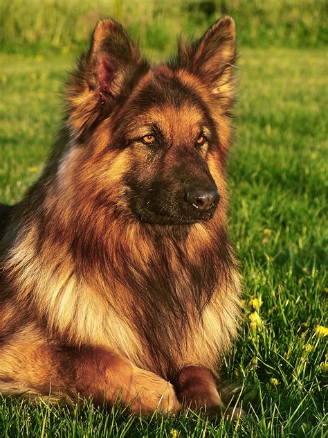 How to Keep Your German Shepherd Very Busy » Scary Symptoms