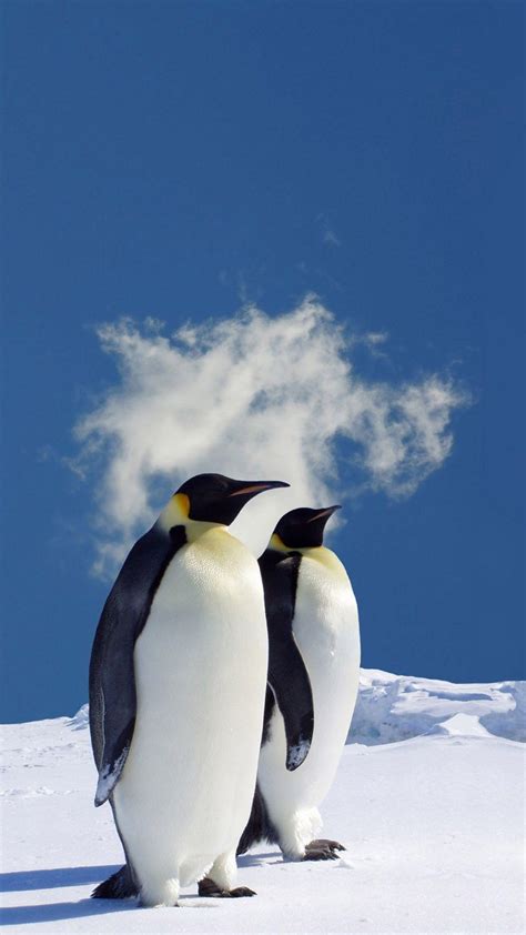 Winter Penguin Wallpapers - Top Free Winter Penguin Backgrounds - WallpaperAccess