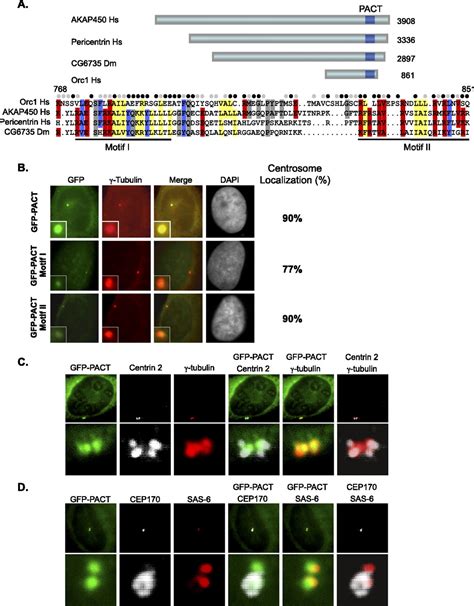 Meier Gorlin Syndrome Mutations Disrupt An Orc Cdk Inhibitory Domain